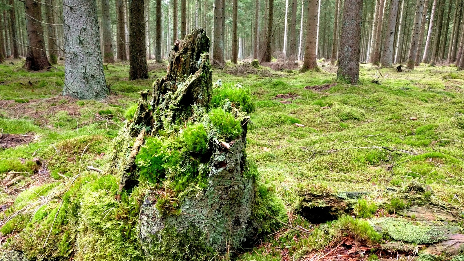 IMG 20170311 144542 01